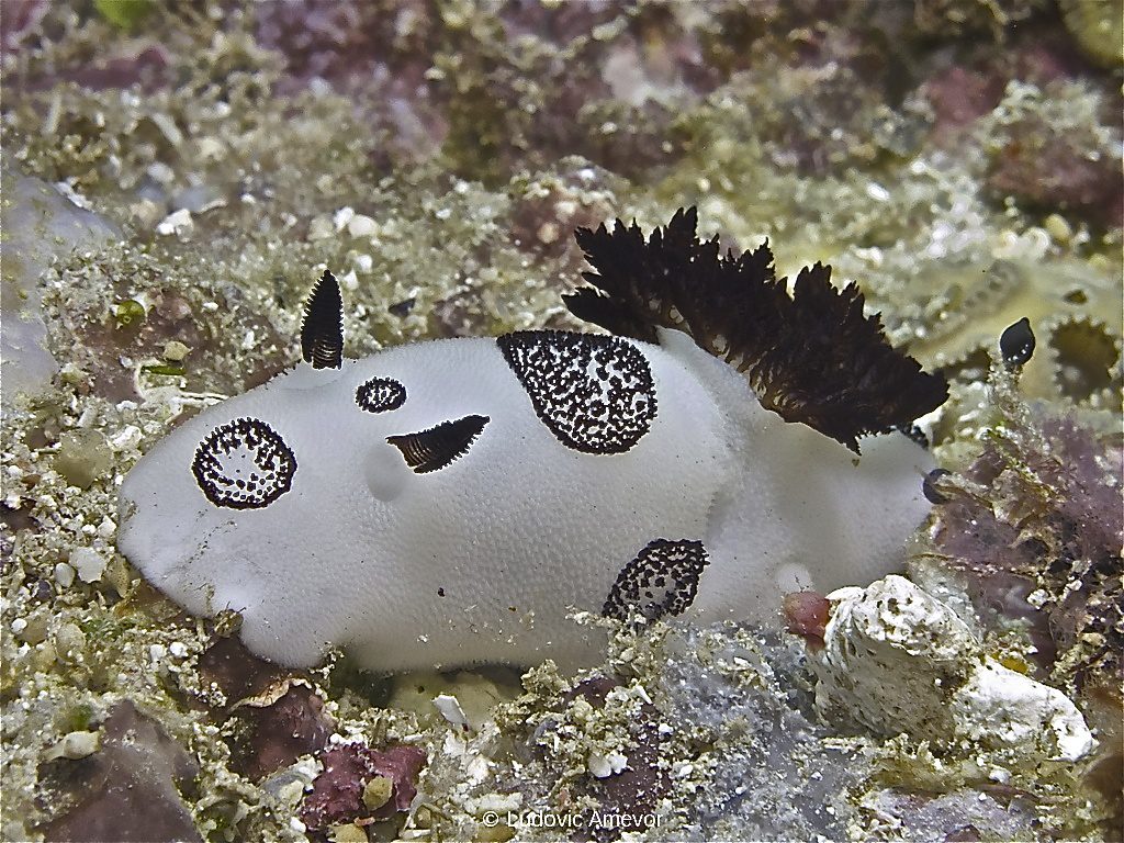buceo-bali-amed