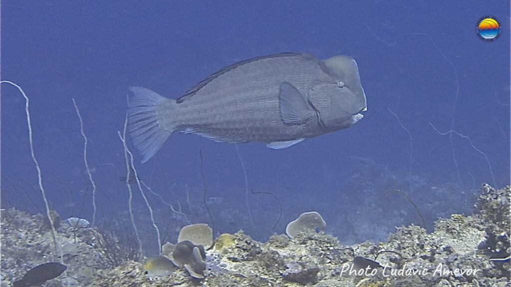 buceo-bali