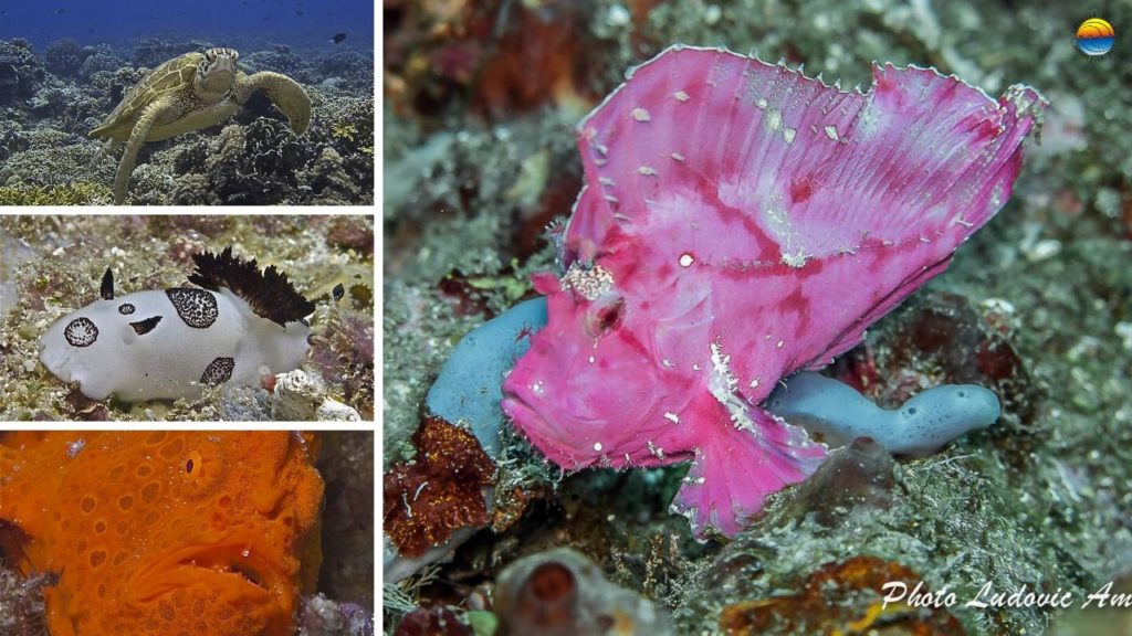 buceo-bali