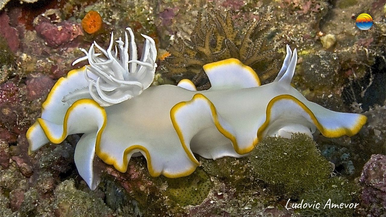 Especie De Nudibranquio Nueva Especie De Molusco Es Descubierta En El