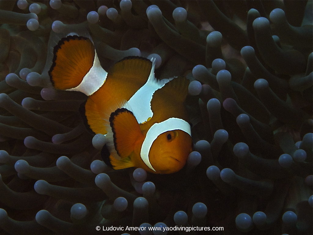 #buceo_Bali #Southern_dreams_diving_club #buceo_Candidasa #escuela_buceo_Bali #escuela_Buceo_Candidasa #cursos_buceo_Bali #cursos_buceo_Candidasa #centro_de_buceo_Candidasa #Centro_de_buceo_Bali #buceo_Amed #buceo_Padangbai #buceo_Tulamben #buceo_Nusa_Penida