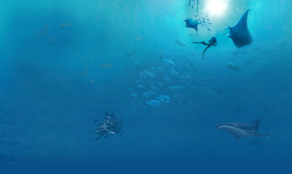 #buceo_Bali #Southern_Dreams_Diving_Club #buceo_Candidasa #Centro_de_buceo_Bali #centro_de_buceo_Candidasa #curso_de_buceo_Bali #Curso_de_buceo_Candidasa #escuela_de_buceo_Candidasa #escuela_de_buceo_Bali #buceo_Amed #buceo_Padangbai #buceo_Tulamben #buceo_Nusa_Penida #buceo #submarinismo #Bali #Candidasa #buceo_Bali_español #submarinismo_Bali