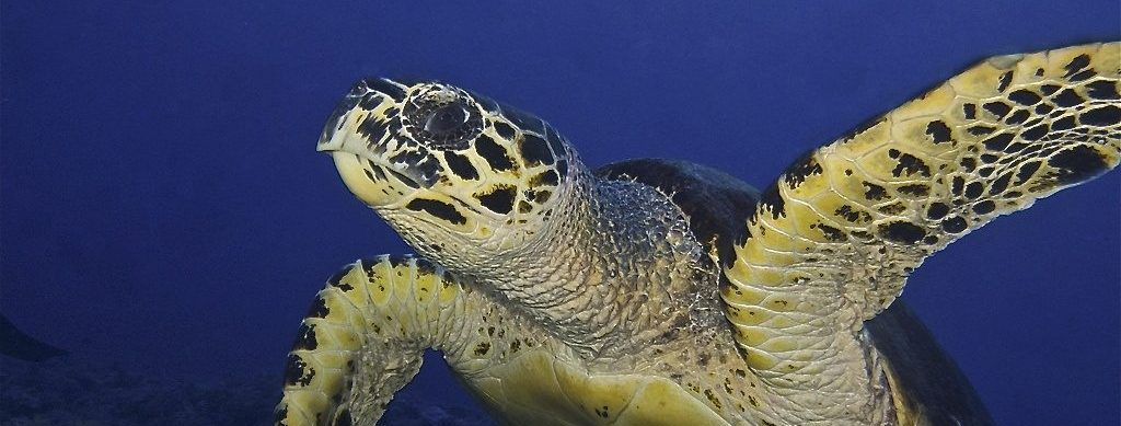 #buceo_Bali #Southern_dreams_diving_club #buceo_Candidasa #escuela_buceo_Bali #escuela_Buceo_Candidasa #cursos_buceo_Bali #cursos_buceo_Candidasa #centro_de_buceo_Candidasa #Centro_de_buceo_Bali #buceo_Amed #buceo_Padangbai #buceo_Tulamben #buceo_Nusa_Penida