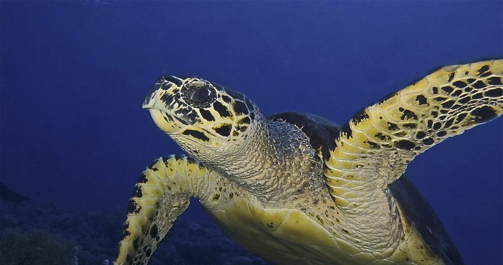 #buceo_Bali #Southern_dreams_diving_club #buceo_Candidasa #escuela_buceo_Bali #escuela_Buceo_Candidasa #cursos_buceo_Bali #cursos_buceo_Candidasa #centro_de_buceo_Candidasa #Centro_de_buceo_Bali #buceo_Amed #buceo_Padangbai #buceo_Tulamben #buceo_Nusa_Penida #tortuga-marina.