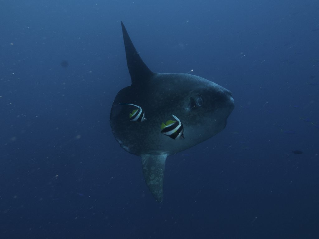 #buceo_Bali #Southern_dreams_diving_club #buceo_Candidasa #escuela_buceo_Bali #escuela_Buceo_Candidasa #cursos_buceo_Bali #cursos_buceo_Candidasa #centro_de_buceo_Candidasa #Centro_de_buceo_Bali #buceo_Amed #buceo_Padangbai #buceo_Tulamben #buceo_Nusa_Penida