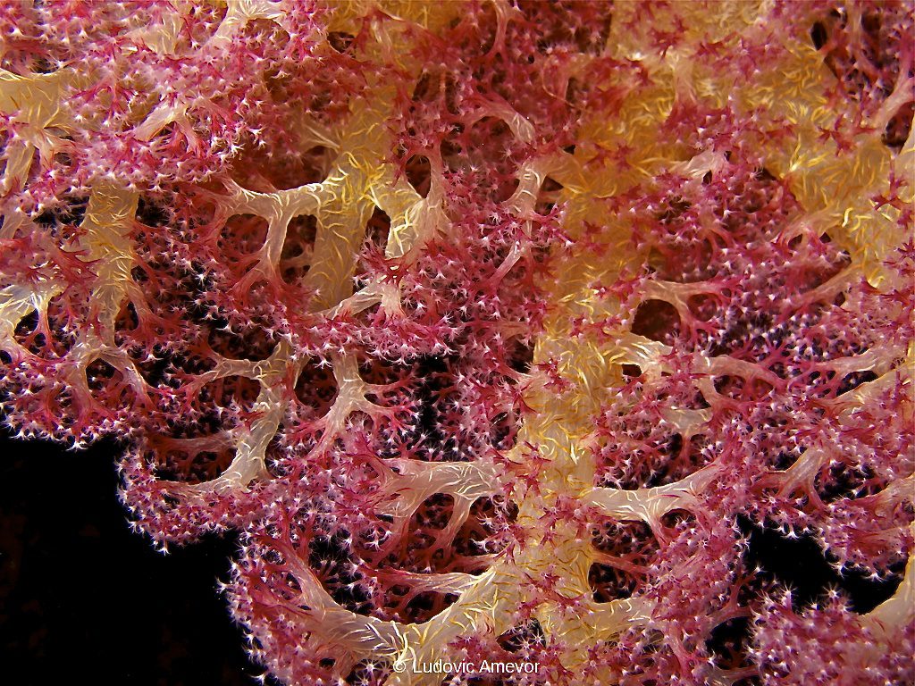 #buceo_Bali #Southern_dreams_diving_club #buceo_candidasa #escuela_buceo_Bali #escuela_Buceo_Candidasa #cursos_buceo_Bali #cursos_buceo_Candidasa #centro_de_buceo_Candidasa #Centro_de_buceo_Bali #buceo_Amed #buceo_Padanbai #buceo_Tulamben #buceo_Nusa_Penida