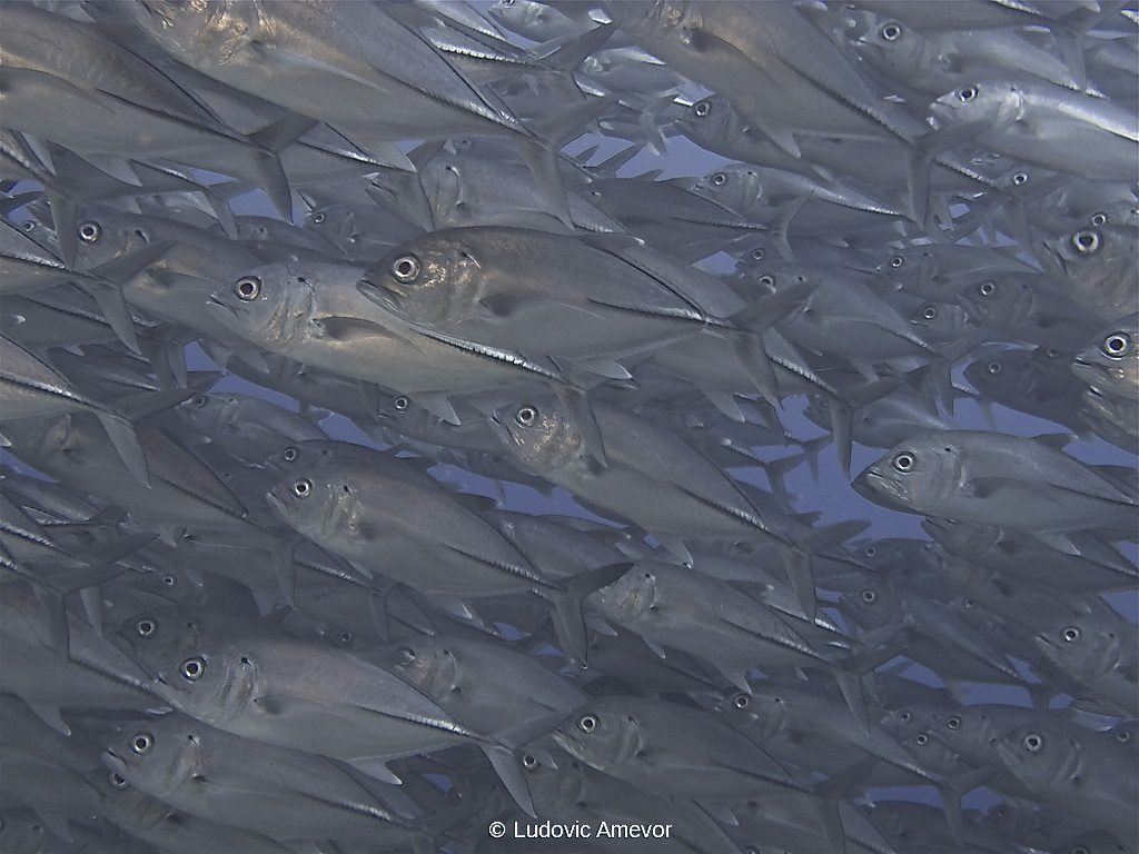 #buceo_Bali #Southern_Dreams_Diving_Club #buceo_Candidasa #Centro_de_buceo_Bali #centro_de_buceo_Candidasa #curso_de_buceo_Bali #Curso_de_buceo_Candidasa #escuela_de_buceo_Candidasa #escuela_de_buceo_Bali #buceo_Amed #buceo_Padangbai #buceo_Tulamben #buceo_Nusa_Penida #buceo #submarinismo #Bali #Candidasa #buceo_Bali_español #submarinismo_Bali