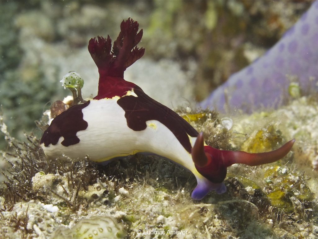 #buceo_Bali #Southern_Dreams_Diving_Club #buceo_Candidasa #Centro_de_buceo_Bali #centro_de_buceo_Candidasa #curso_de_buceo_Bali #Curso_de_buceo_Candidasa #escuela_de_buceo_Candidasa #escuela_de_buceo_Bali #buceo_Amed #buceo_Padangbai #buceo_Tulamben #buceo_Nusa_Penida #buceo #submarinismo #Bali #Candidasa #buceo_Bali_español #submarinismo_Bali