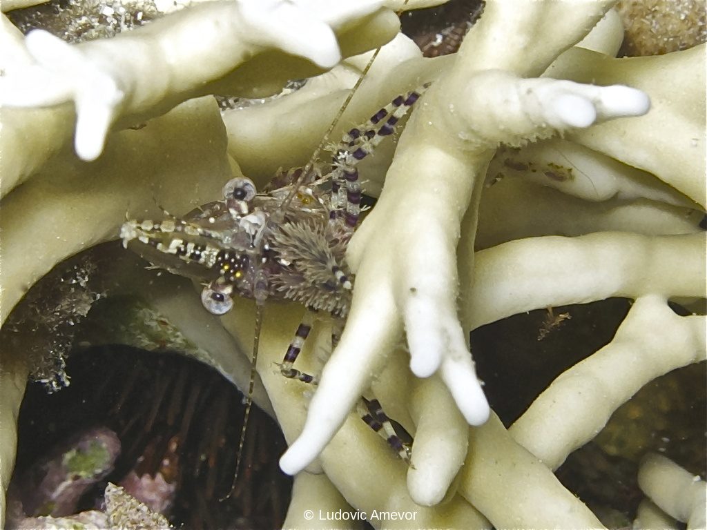 #buceo_Bali #Southern_dreams_diving_club #buceo_candidasa #escuela_buceo_Bali #escuela_Buceo_Candidasa #cursos_buceo_Bali #cursos_buceo_Candidasa #centro_de_buceo_Candidasa #Centro_de_buceo_Bali #buceo_Amed #buceo_Padanbai #buceo_Tulamben #buceo_Nusa_Penida