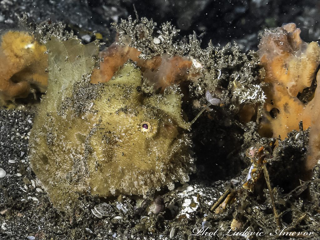 #buceo_Bali #Southern_Dreams_Diving_Club #buceo_Candidasa #Centro_de_buceo_Bali #centro_de_buceo_Candidasa #curso_de_buceo_Bali #Curso_de_buceo_Candidasa #escuela_de_buceo_Candidasa #escuela_de_buceo_Bali #buceo_Amed #buceo_Padangbai #buceo_Tulamben #buceo_Nusa_Penida #buceo #submarinismo #Bali #Candidasa #buceo_Bali_español #submarinismo_Bali