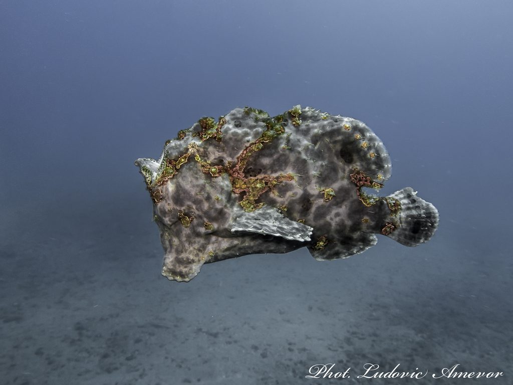 #buceo_Bali #Southern_Dreams_Diving_Club #buceo_Candidasa #Centro_de_buceo_Bali #centro_de_buceo_Candidasa #curso_de_buceo_Bali #Curso_de_buceo_Candidasa #escuela_de_buceo_Candidasa #escuela_de_buceo_Bali #buceo_Amed #buceo_Padangbai #buceo_Tulamben #buceo_Nusa_Penida #buceo #submarinismo #Bali #Candidasa #buceo_Bali_español #submarinismo_Bali