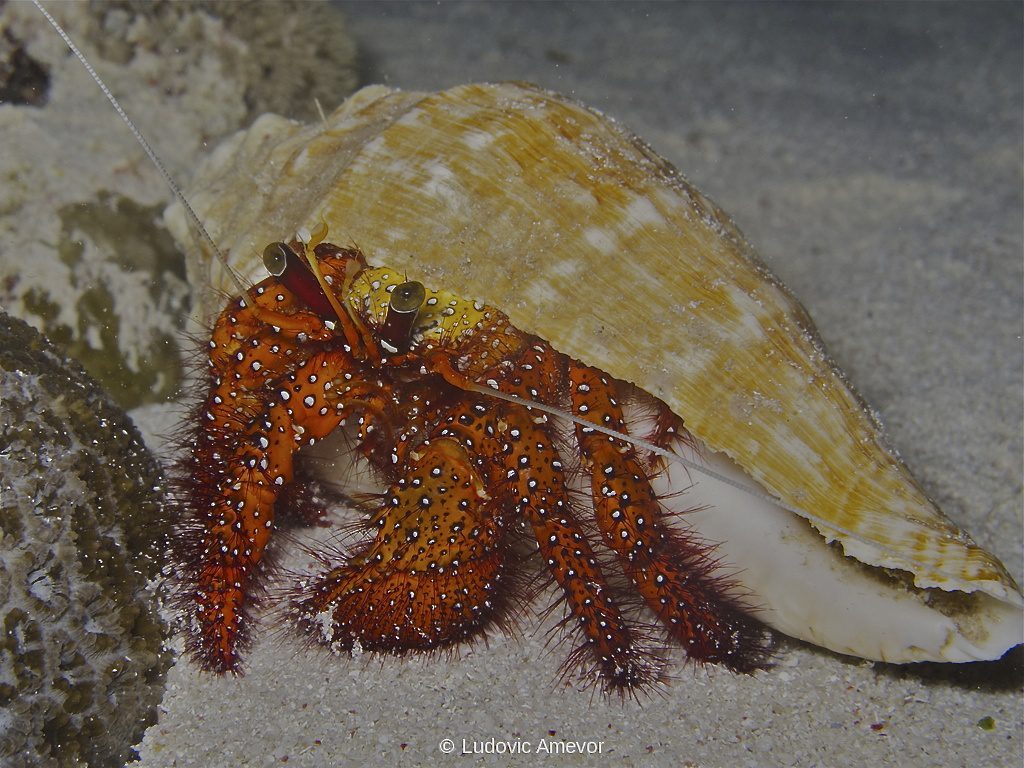 #buceo_Bali #Southern_Dreams_Diving_Club #buceo_Candidasa #Centro_de_buceo_Bali #centro_de_buceo_Candidasa #curso_de_buceo_Bali #Curso_de_buceo_Candidasa #escuela_de_buceo_Candidasa #escuela_de_buceo_Bali #buceo_Amed #buceo_Padangbai #buceo_Tulamben #buceo_Nusa_Penida #buceo #submarinismo #Bali #Candidasa #buceo_Bali_español #submarinismo_Bali