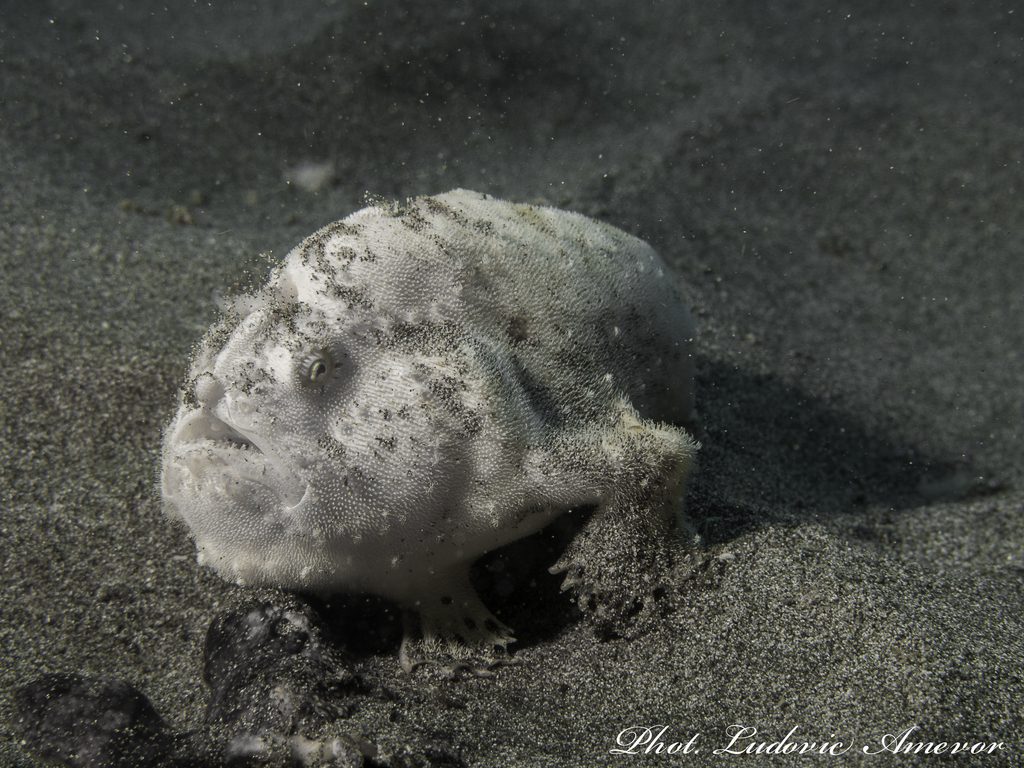 #buceo_Bali #Southern_dreams_diving_club #buceo_Candidasa #escuela_buceo_Bali #escuela_Buceo_Candidasa #cursos_buceo_Bali #cursos_buceo_Candidasa #centro_de_buceo_Candidasa #Centro_de_buceo_Bali #buceo_Amed #buceo_Padangbai #buceo_Tulamben #buceo_Nusa_Penida