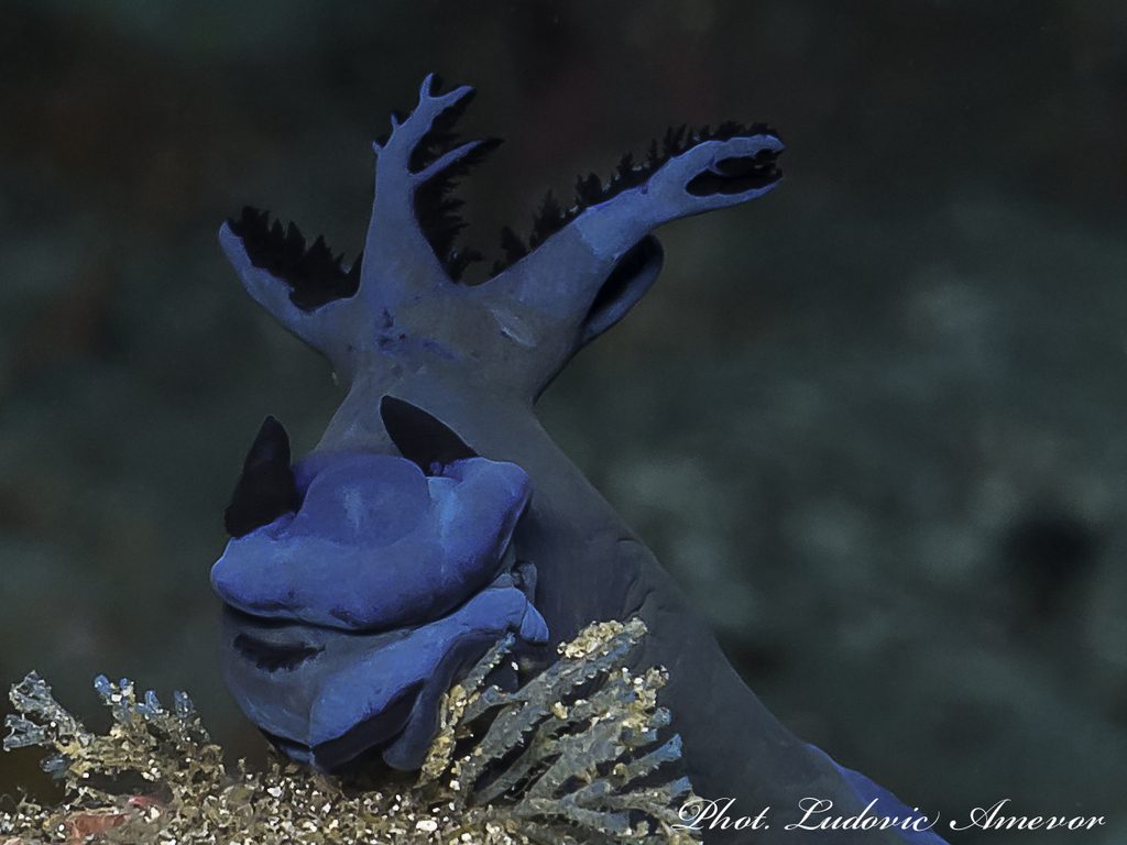 buceo-bali-padangbai