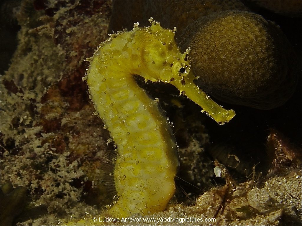 #buceo_Bali #Southern_dreams_diving_club #buceo_candidasa #escuela_buceo_Bali #escuela_Buceo_Candidasa #cursos_buceo_Bali #cursos_buceo_Candidasa #centro_de_buceo_Candidasa #Centro_de_buceo_Bali #buceo-padangbai #caballito-de-mar