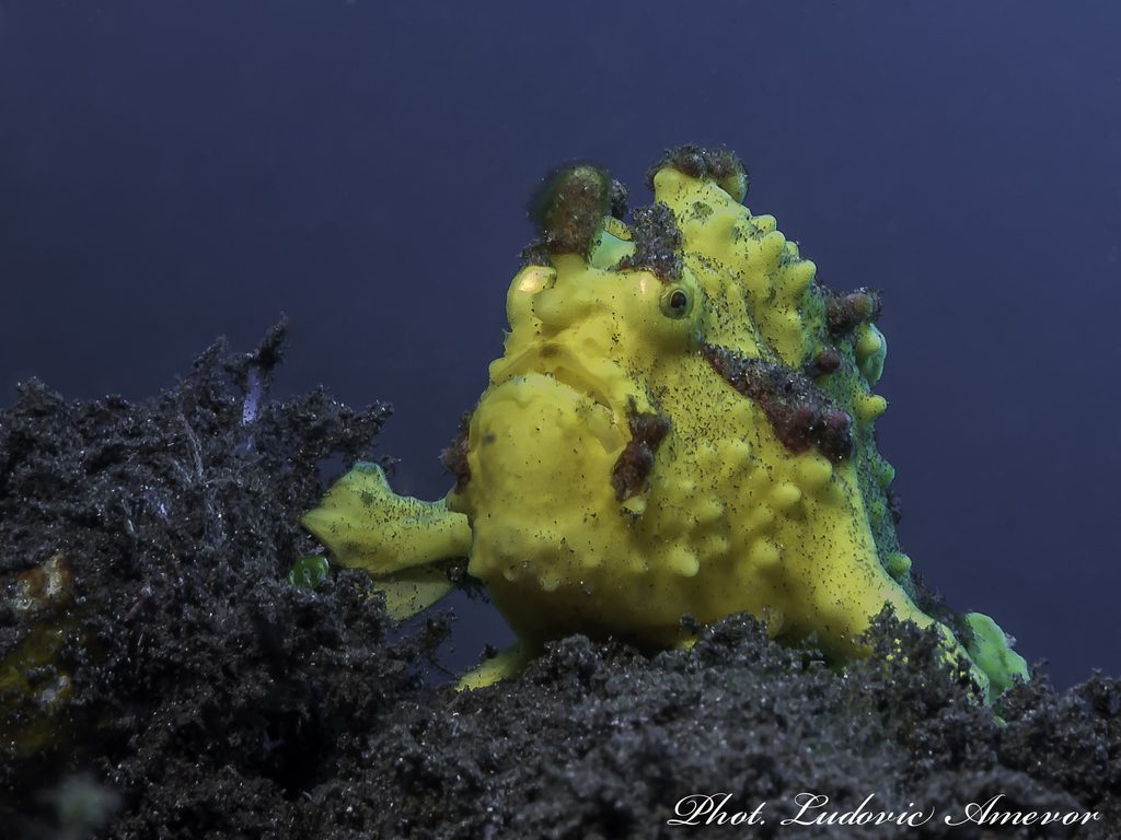 #buceo_Bali #Southern_Dreams_Diving_Club #buceo_Candidasa #Centro_de_buceo_Bali #centro_de_buceo_Candidasa #curso_de_buceo_Bali #Curso_de_buceo_Candidasa #escuela_de_buceo_Candidasa #escuela_de_buceo_Bali #buceo_Amed #buceo_Padangbai #buceo_Tulamben #buceo_Nusa_Penida #buceo #submarinismo #Bali #Candidasa #buceo_Bali_español #submarinismo_Bali