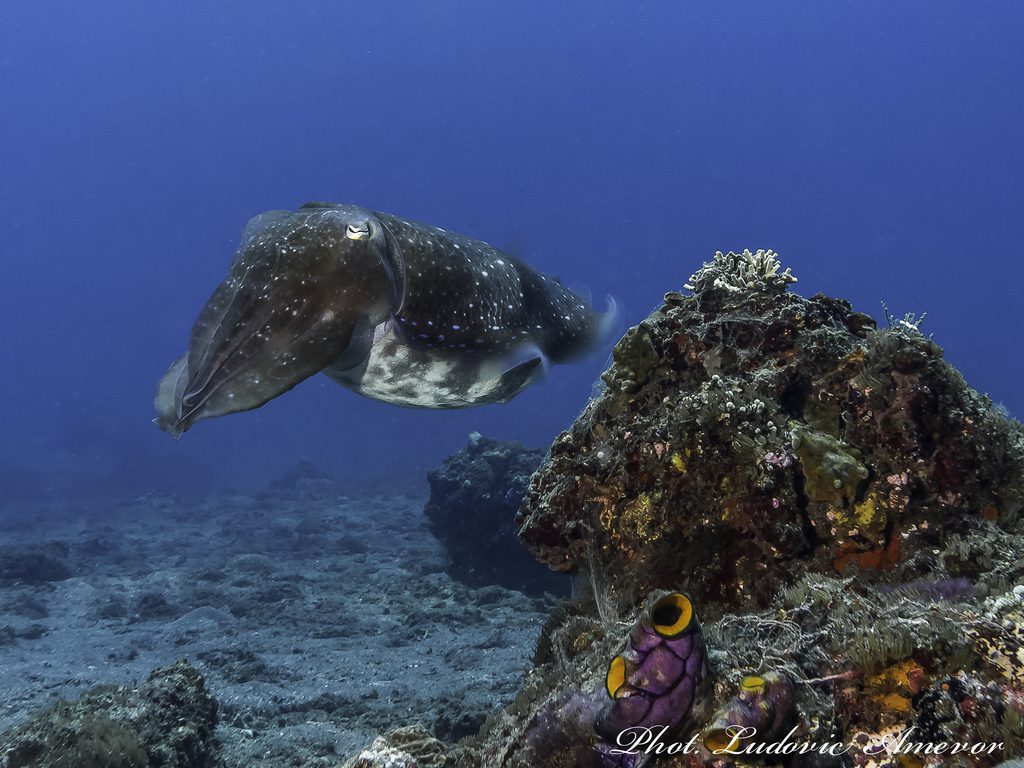 #buceo_Bali #Southern_dreams_diving_club #buceo_Candidasa #escuela_buceo_Bali #escuela_Buceo_Candidasa #cursos_buceo_Bali #cursos_buceo_Candidasa #centro_de_buceo_Candidasa #Centro_de_buceo_Bali #buceo_Amed #buceo_Padangbai #buceo_Tulamben #buceo_Nusa_Penida