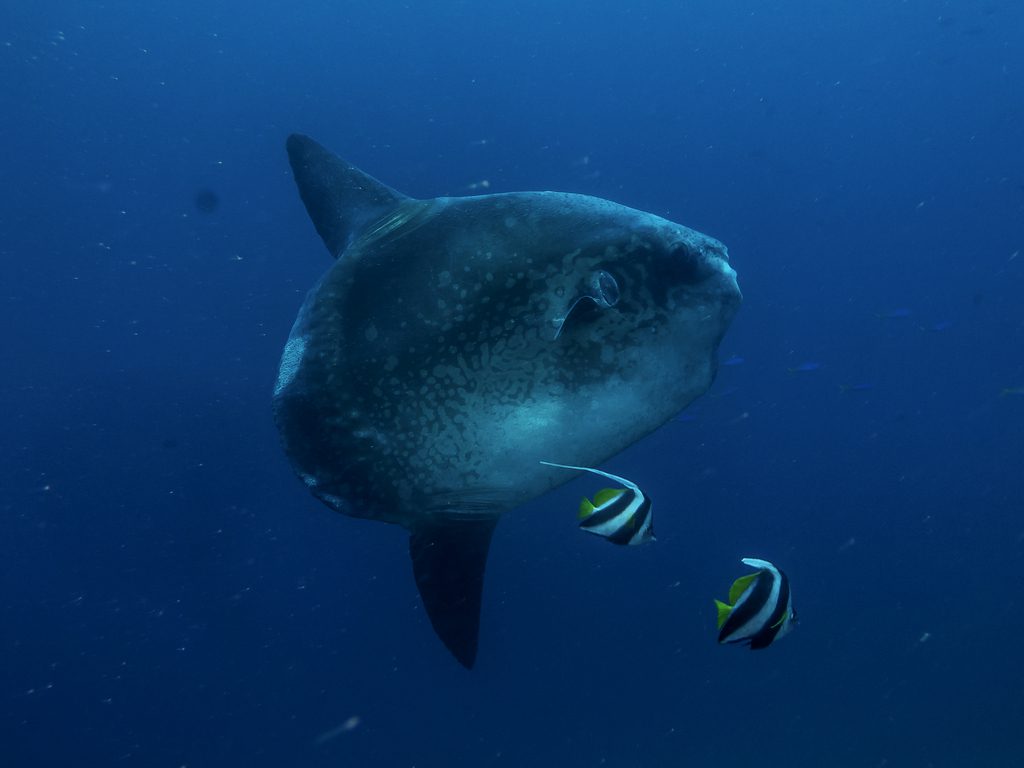 #buceo_Bali #Southern_dreams_diving_club #buceo_Candidasa #escuela_buceo_Bali #escuela_Buceo_Candidasa #cursos_buceo_Bali #cursos_buceo_Candidasa #centro_de_buceo_Candidasa #Centro_de_buceo_Bali #buceo_Amed #buceo_Padangbai #buceo_Tulamben #buceo_Nusa_Penida