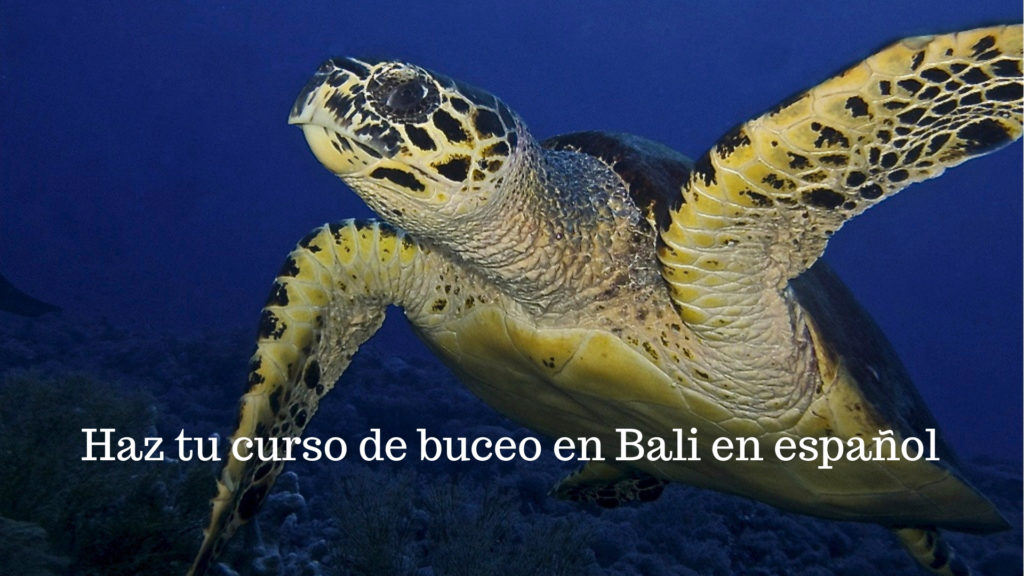 curso de buceo en bali en español