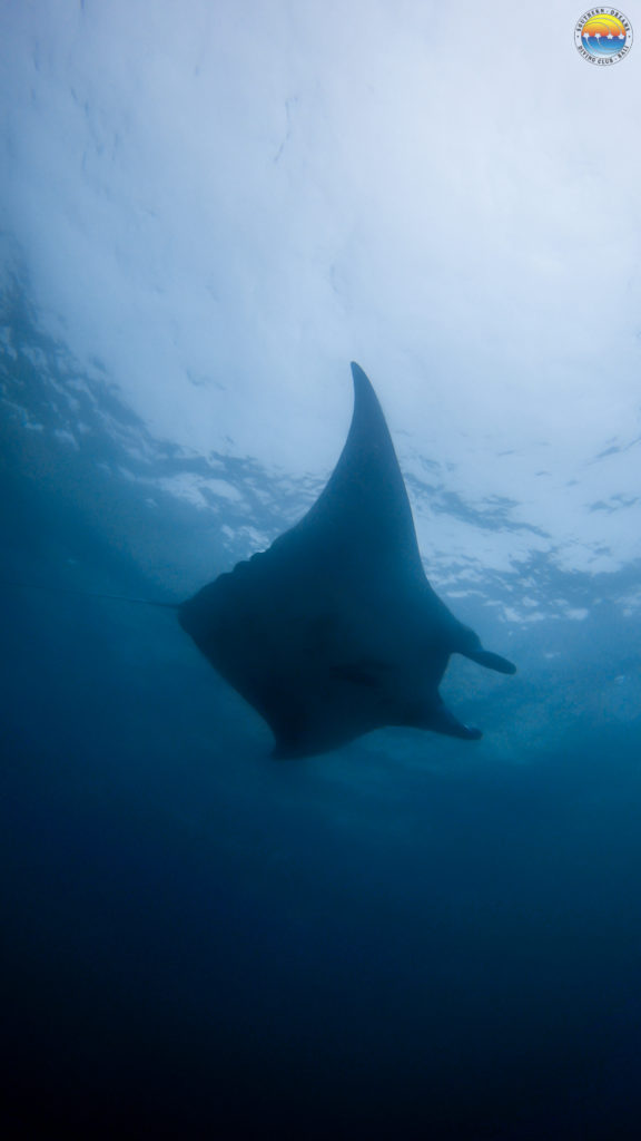 buteo-bali-manta-raya