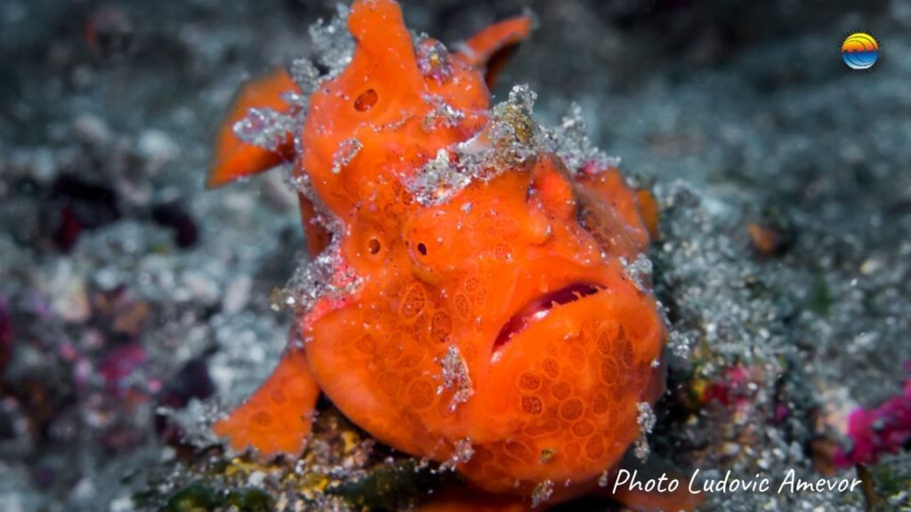 buceo-bali