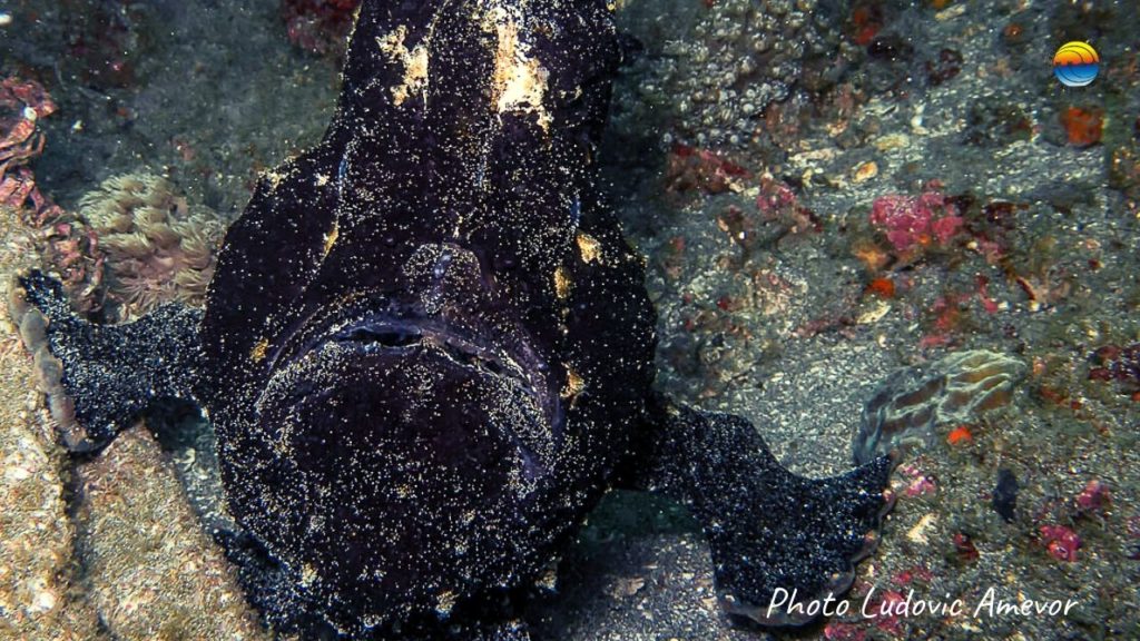 buceo-candidasa