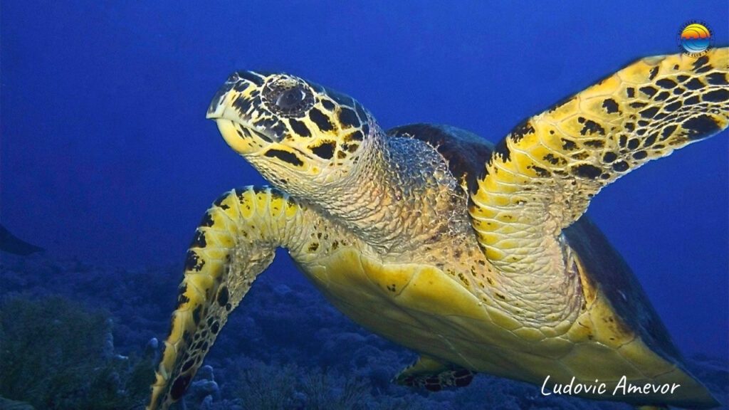 buceo-bali